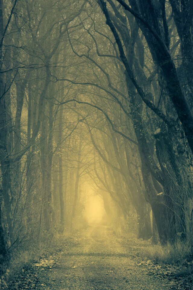Nature trees avenue