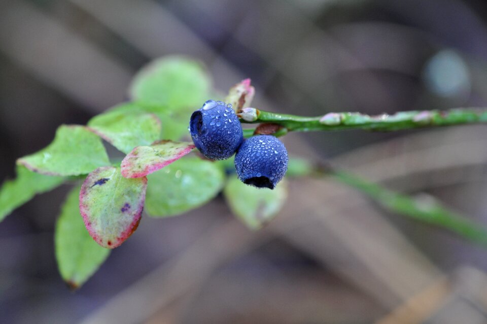 Food blueberries vegetable