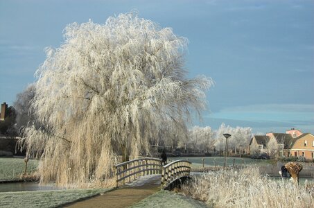Snow january frost