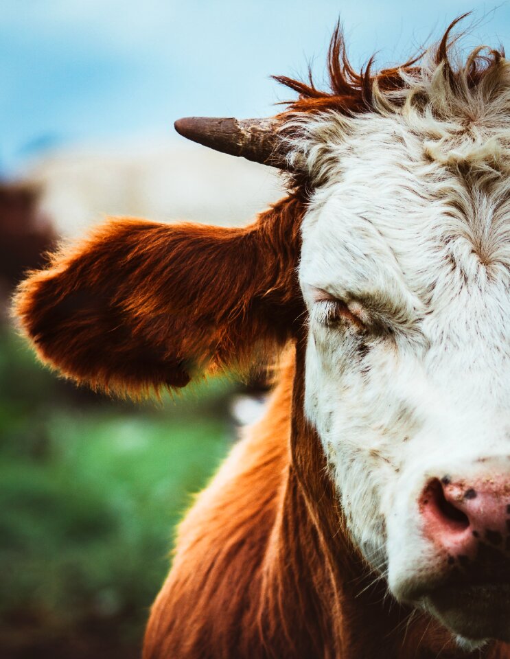 Beef animal grass