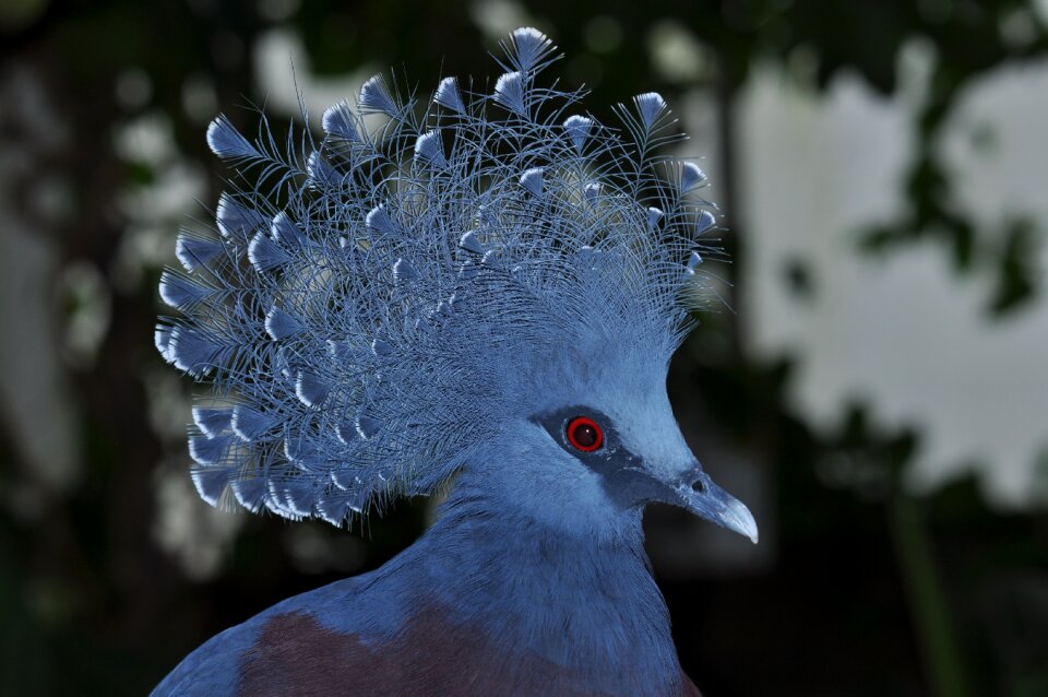 Birds plumage blue