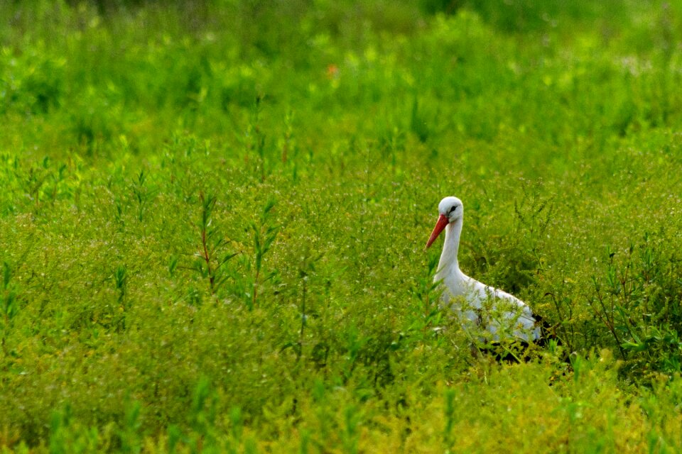 Grass bird landscape