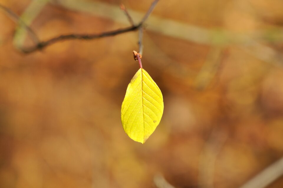 Nature fall colors forest