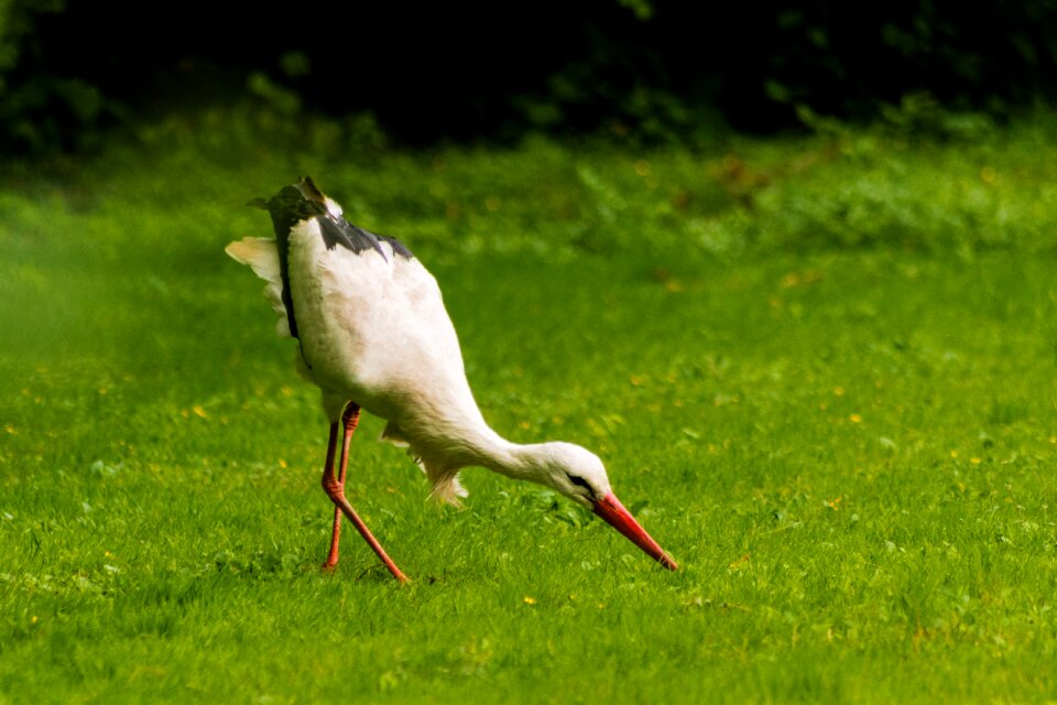 Grass bird landscape