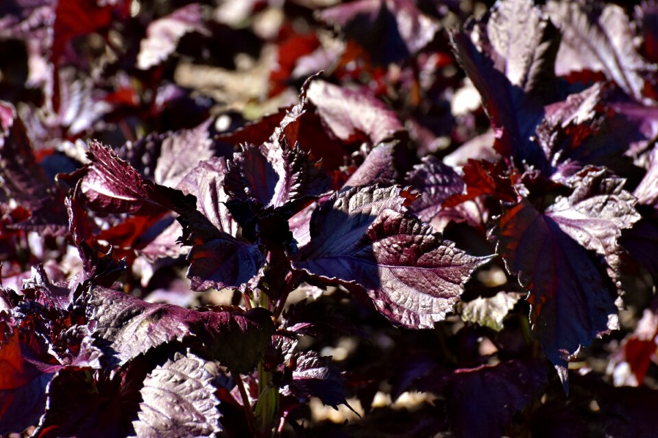 Leaves red nature