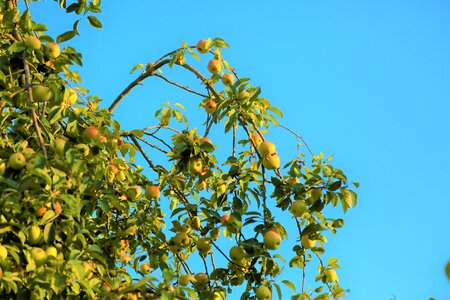 Fruit mature nature