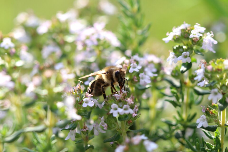 Close up honey bee sprinkle