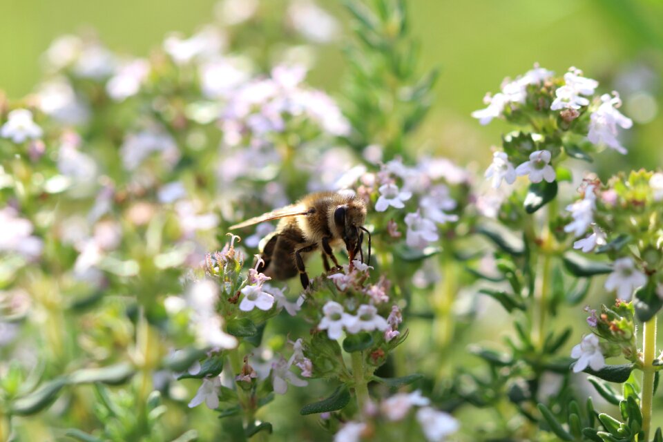 Close up honey bee sprinkle photo