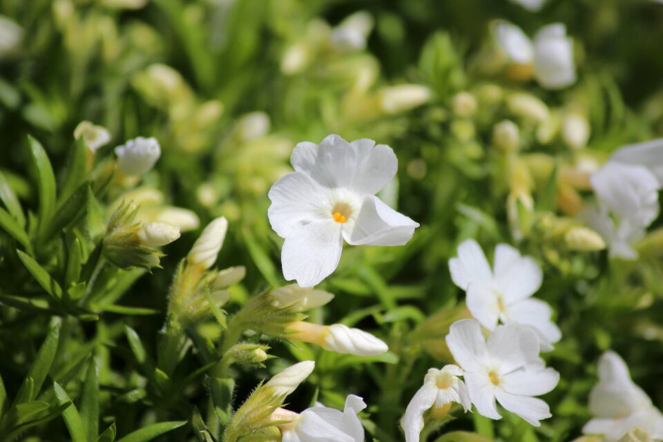 Plant nature spring