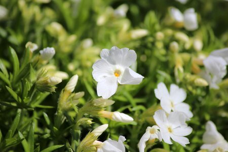 Plant nature spring