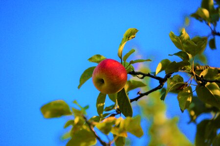Fruit food autumn