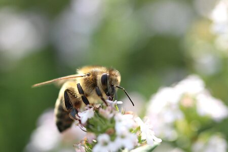 Close up honey bee sprinkle