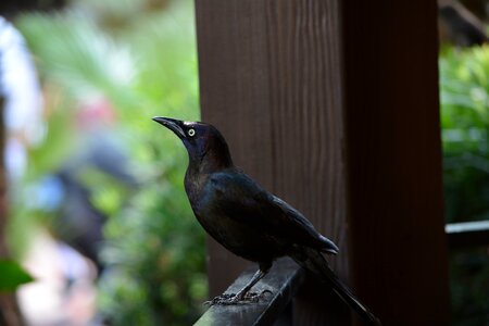 Nature animals portrait photo