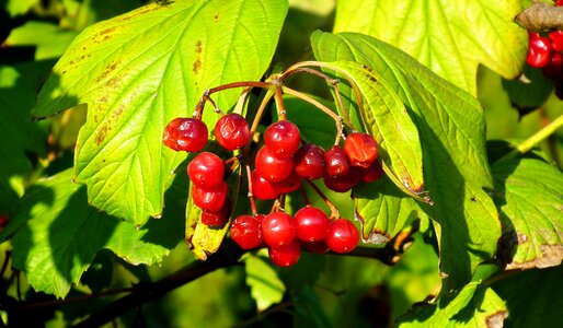 Berries foliage mature photo