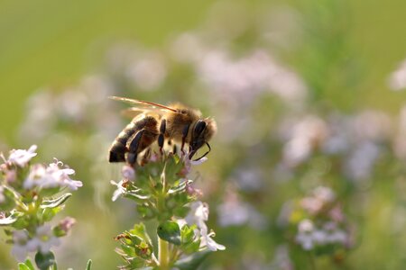 Close up honey bee sprinkle photo