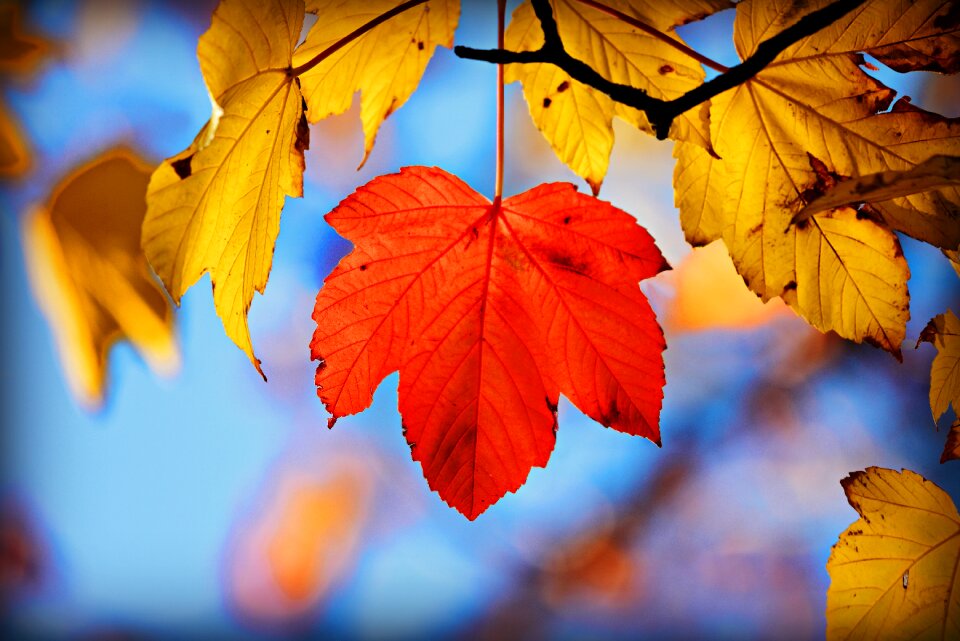 Colorful fall fall leaves