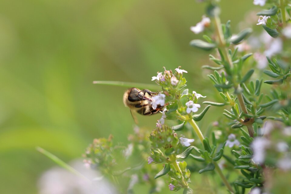 Close up honey bee sprinkle photo