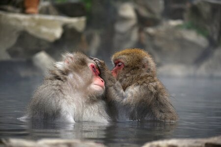 Snow monkey hot springs open-air bath