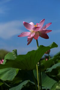 Nature flowers plants photo