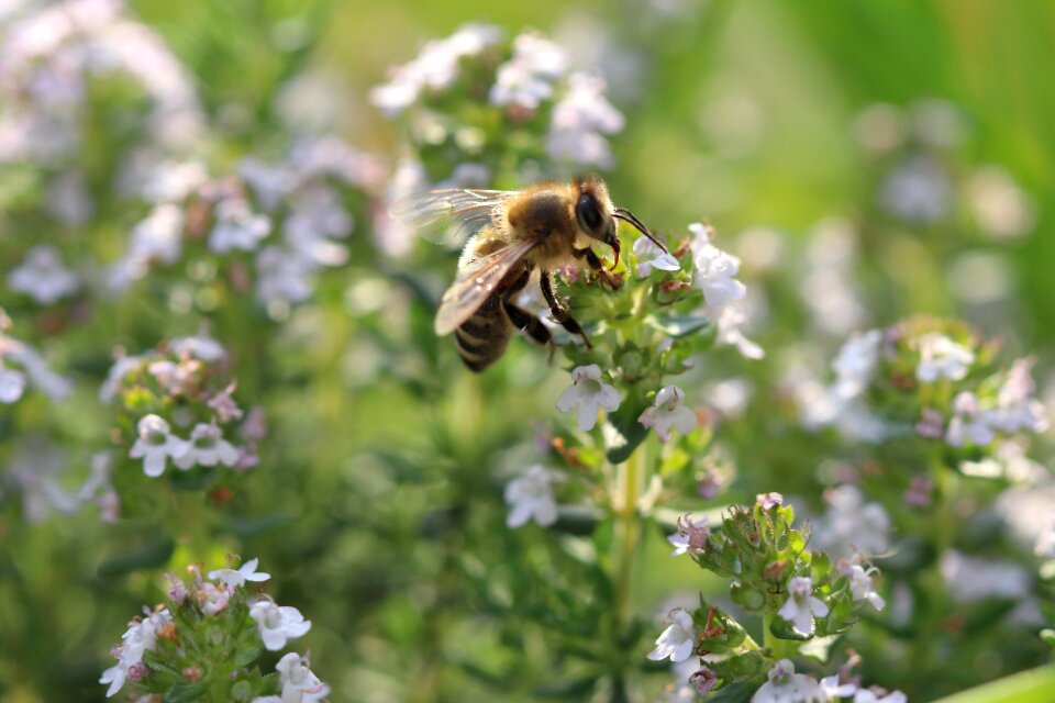 Close up honey bee sprinkle