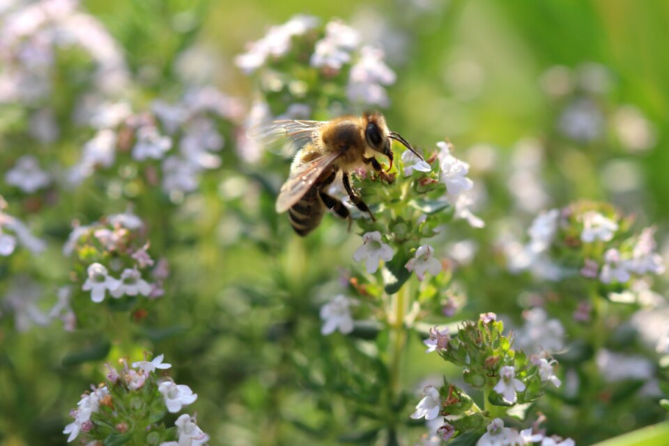 Close up honey bee sprinkle photo