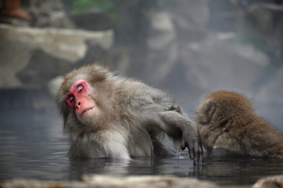 Snow monkey hot springs open-air bath