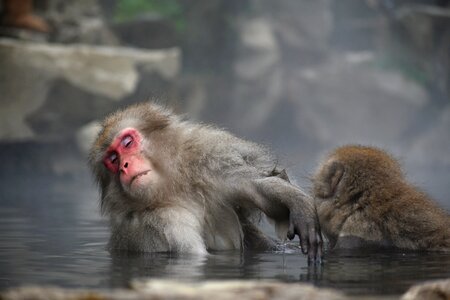 Snow monkey hot springs open-air bath