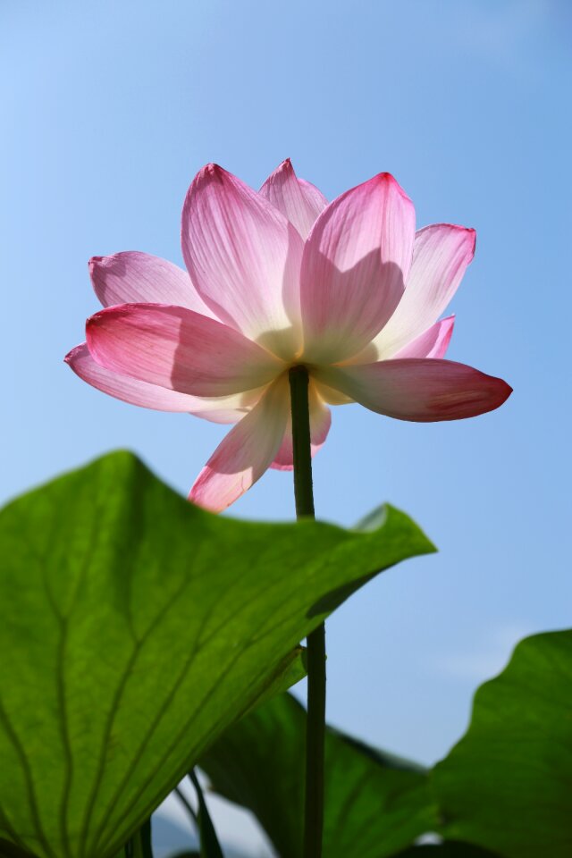 Nature flowers plants