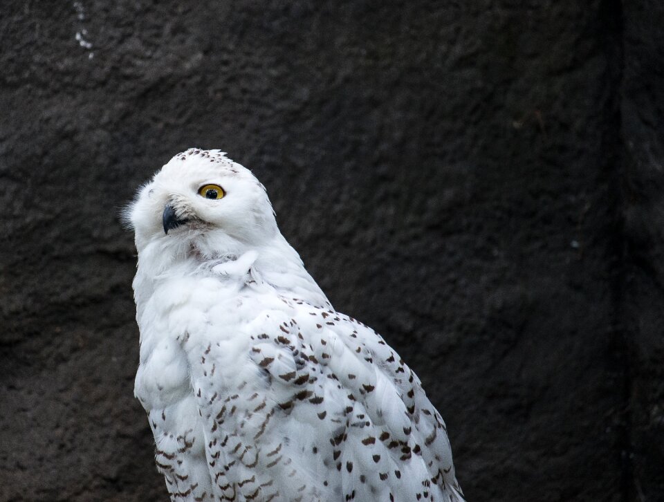 Nature white bird