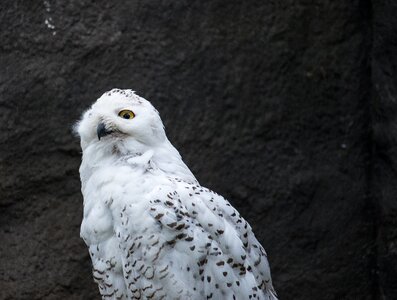 Nature white bird photo