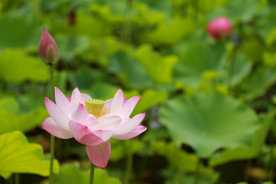 Nature flowers plants
