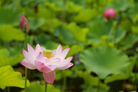 Nature flowers plants