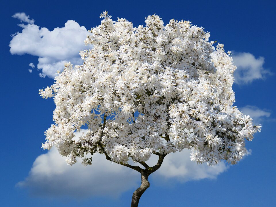 Blossom nature sky photo