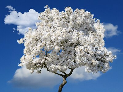 Blossom nature sky