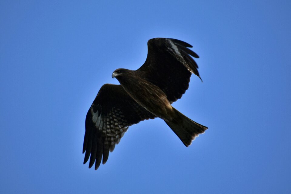 Wild birds raptor video