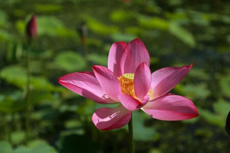 Nature flowers plants