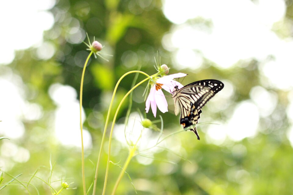 Petal garden butterfly