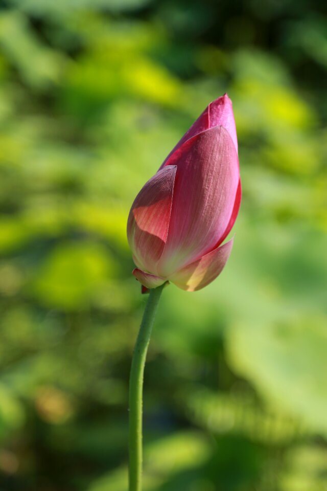 Nature flowers plants