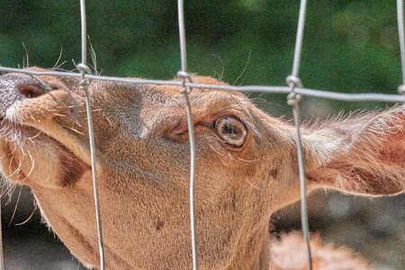 Nature snout scheu