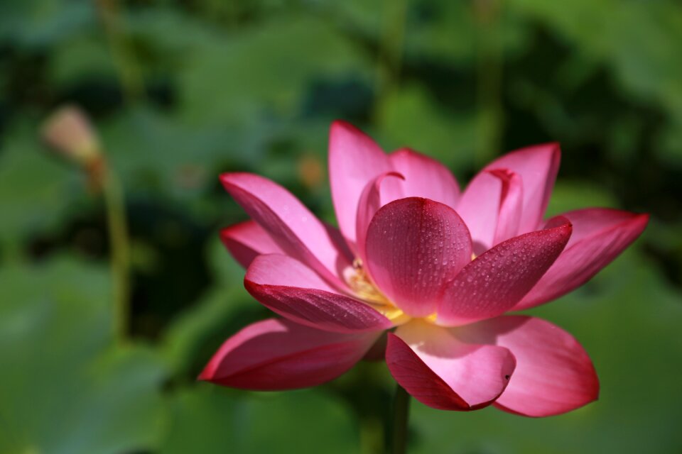 Nature flowers plants