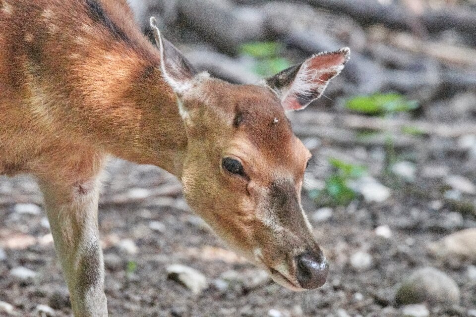 Nature snout scheu