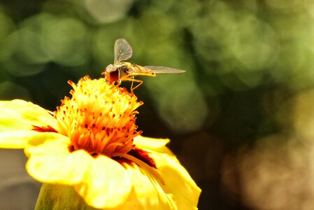 Close up macro bokeh