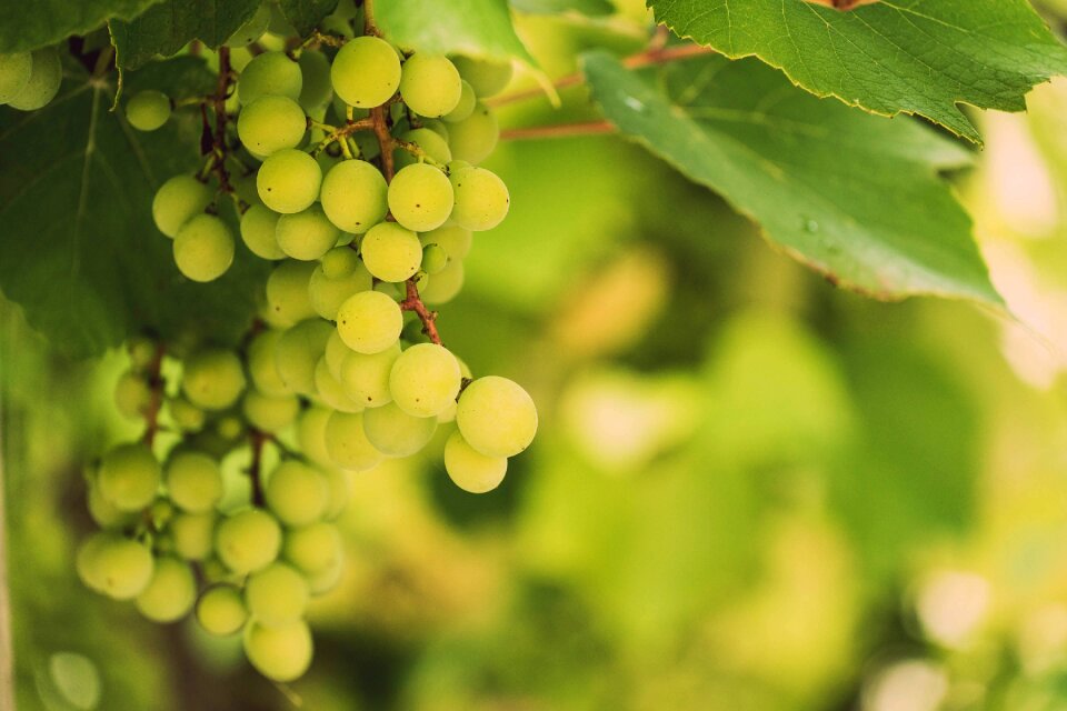 Fruit grapevine winegrowing