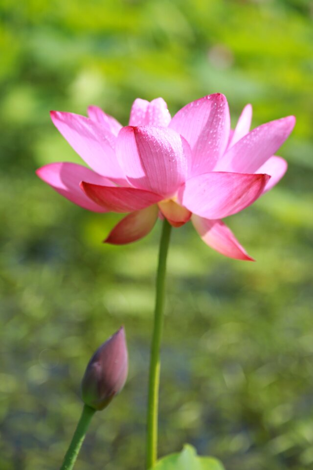Nature flowers plants