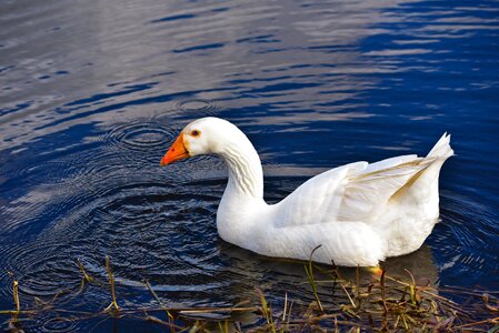 Animal wildlife white goose