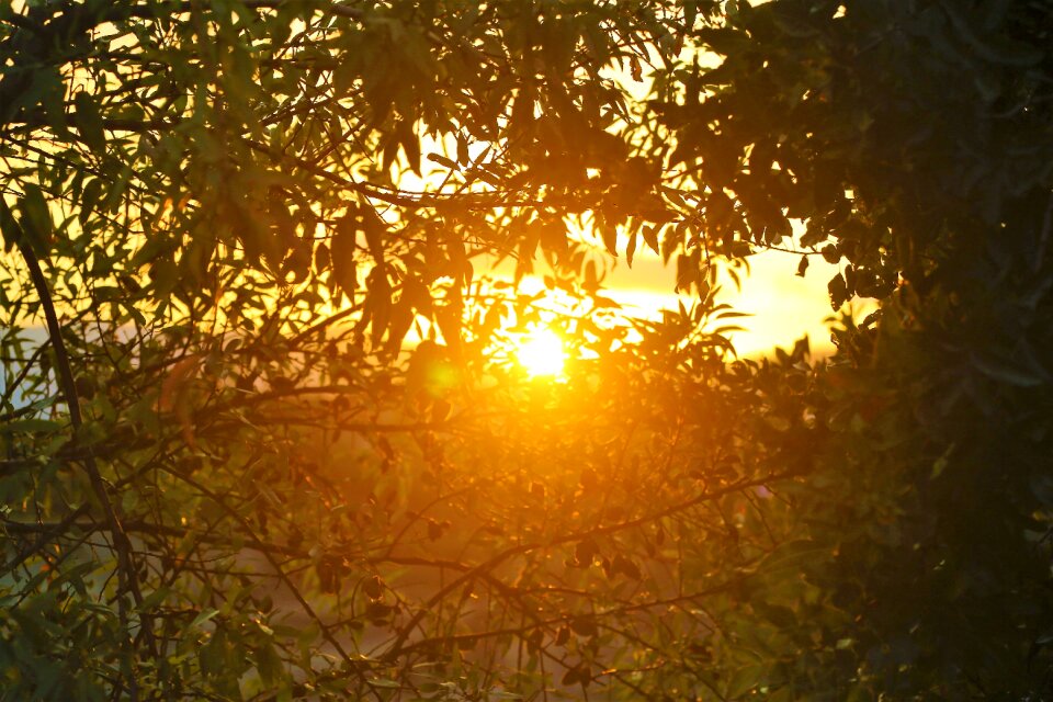 Sky in the evening tree