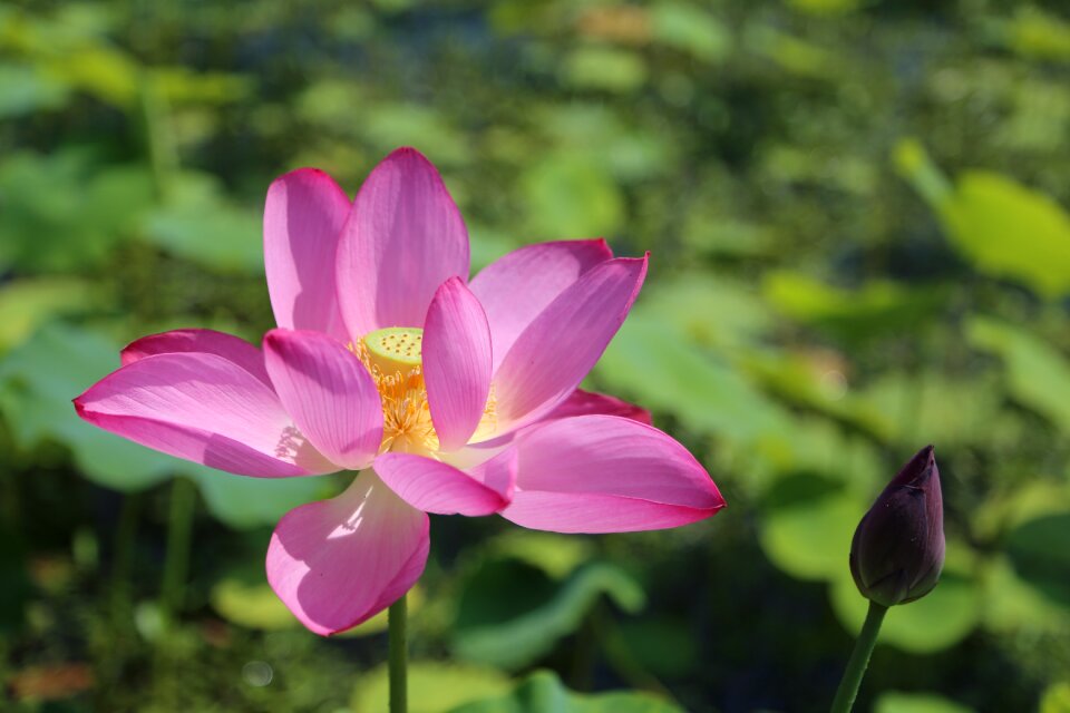 Nature flowers plants