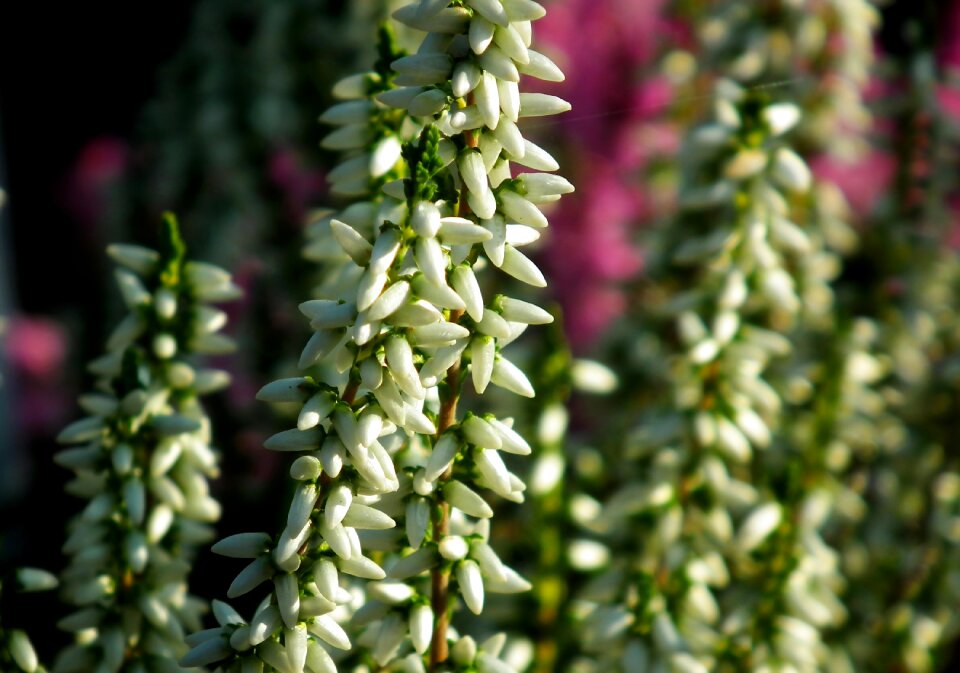 Nature garden flowering