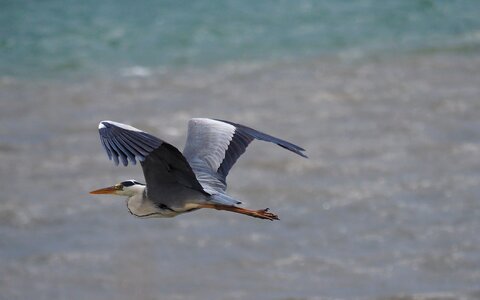 Birds heron flight