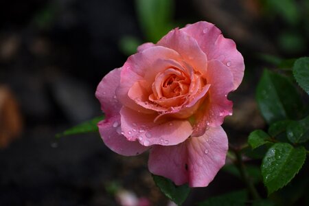 Rain bloom nature